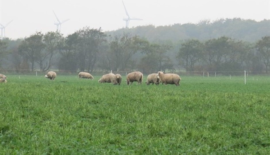 Lammeproducenterne vil gerne lade fårene afgræsse kvægbrugernes slætmarker i efteråret. Foto: Irene Fisker