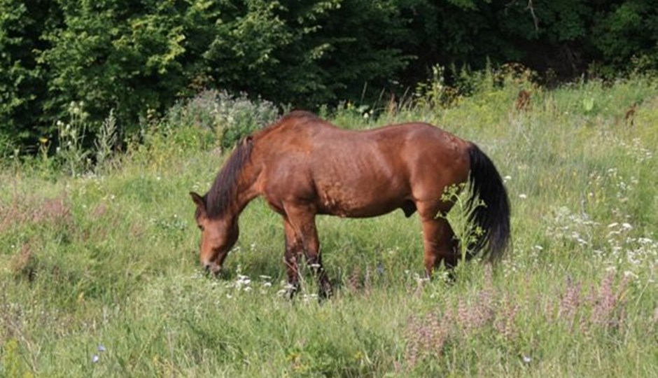 Hest, der græsser