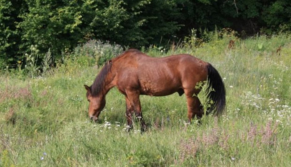 Hest, der græsser