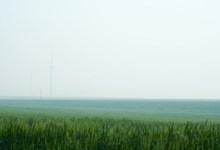 Grøn kornmark med tåget billede af vindmølle i baggrunden
